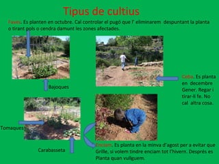 Tipus de cultius Enciam . Es planta en la minva d’agost per a evitar que  Grille, si volem tindre enciam tot l’hivern. Després es  Planta quan vullguem.  Ceba . Es planta en  decembre  Gener. Regar i  tirar-li fe. No  cal  altra cosa. Faves . Es planten en octubre. Cal controlar el pugó que l’ eliminarem  despuntant la planta o tirant pols o cendra damunt les zones afectades.  Bajoques Tomaques Carabasseta 