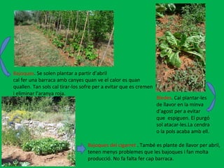 Bledes . Cal plantar-les de llavor en la minva  d’agost per a evitar que  espiguen. El purgó sol atacar-les.La cendra  o la pols acaba amb ell. Bajoques . Se solen plantar a partir d’abril cal fer una barraca amb canyes quan ve el calor es quan  quallen. Tan sols cal tirar-los sofre per a evitar que es cremen i eliminar l’aranya roja.  Bajoques del cigarret  . També es plante de llavor per abril,  tenen menys problemes que les bajoques i fan molta  producció. No fa falta fer cap barraca.  