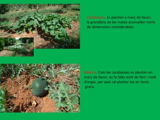 Carabasses . Es planten a març de llavor, la grandària de les mates aconsellen horts de dimensions considerables  Melons . Com les carabasses es planten en març de llavor, es fa falta molt de fem i molt  d’espai, per això cal plantar-los en horts grans. 