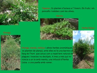 Tàpenes . Es planten d’estaca a l’ hivern. Els fruits i els  poncells s’adoben com les olives. Orenga, menta, melissa  i altres herbes aromàtiques es planten de plançó, amb elles es fa una barrera al llarg de l’hort  que actua com a repel·lent natural de  plagues i insectes no desitjats. A mes a més qui re- núncia a un te amb menta, una infussió d’herba  Lluïsa  o una paella amb romer.  Orenga Menta Herba lluïssa 