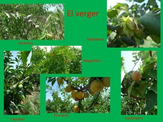 El verger Ametlers Avellaners Caquiers Pruneres  Codonyers Magraners 
