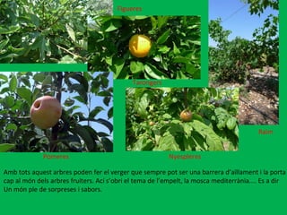 Amb tots aquest arbres poden fer el verger que sempre pot ser una barrera d’aïllament i la porta cap al món dels arbres fruiters. Ací s’obri el tema de l’empelt, la mosca mediterrània.... Es a dir Un món ple de sorpreses i sabors.  Raïm Pomeres Nyespleres Tarongers Figueres 
