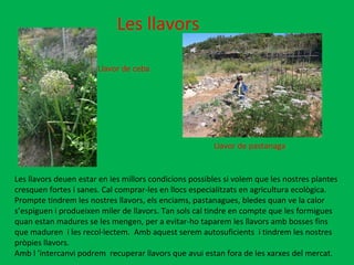Les llavors Llavor de ceba Llavor de pastanaga Les llavors deuen estar en les millors condicions possibles si volem que les nostres plantes cresquen fortes i sanes. Cal comprar-les en llocs especialitzats en agricultura ecològica.  Prompte tindrem les nostres llavors, els enciams, pastanagues, bledes quan ve la calor s’espiguen i produeixen miler de llavors. Tan sols cal tindre en compte que les formigues  quan estan madures se les mengen, per a evitar-ho taparem les llavors amb bosses fins que maduren  i les recol·lectem.  Amb aquest serem autosuficients  i tindrem les nostres  pròpies llavors. Amb l ’intercanvi podrem  recuperar llavors que avui estan fora de les xarxes del mercat.  
