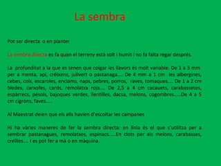 La sembra Pot ser directa  o en planter La sembra directa  es fa quan el terreny està solt i humit i no fa falta regar després. La  profunditat a la que es tenen que colgar les llavors és molt variable. De 1 a 3 mm  per a menta, api, créixens, julivert o pastanaga.... De 4 mm a 1 cm  les albergines, cebes, cols, escaroles, enciams, naps, pebres, porros,  raves, tomaques.... De 1 a 2 cm bledes, carxofes, cards, remolatxa roja.... De 2,5 a 4 cm cacauets, carabassetes, espàrrecs, pésols, bajoques verdes, llentilles, dacsa, melons, cogombres.....De 4 a 5 cm cigrons, faves..... Al Maestrat deien que els alls havien d’escoltar les campanes Hi ha vàries maneres de fer la sembra directa: en línia és el que s’utilitza per a sembrar pastanagues, remolatxes, espinacs.....En clots per als melons, carabasses, creïlles.... I es pot fer a mà o en màquina. 
