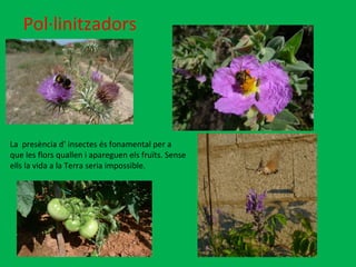 Pol·linitzadors La  presència d’ insectes és fonamental per a  que les flors quallen i apareguen els fruïts. Sense  ells la vida a la Terra seria impossible.  