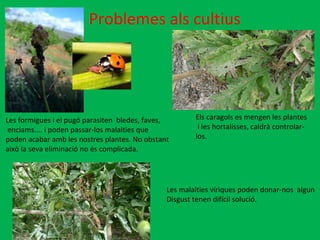 Problemes als cultius Els caragols es mengen les plantes i les hortalisses, caldrà controlar-los. Les malalties víriques poden donar-nos  algun Disgust tenen difícil solució.  Les formigues i el pugó parasiten  bledes, faves, enciams.... i poden passar-los malalties que  poden acabar amb les nostres plantes. No obstant  això la seva eliminació no és complicada.  