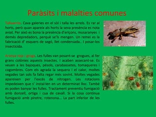 Paràsits i malalties comunes   Tallaarròs . Cava galeries en el sòl i talla les arrels. Es rar al horts, però quan apareix als horts la seva presència es nota aviat. Per això es bona la presència d’eriçons, musaranyes  i demés depredadors, perquè se’ls mengen. Un remei es la fabricació d’ esquers de segó, llet condensada.. I posar-los insecticida. Aranya roja i groga . Les fulles van posant-se  grogues, al fer grans colònies aquests insectes. I acaben assecant-se. Es veuen a les bajoques, pésols, carabassetes, tomaqueres i cogombres. Com els agrada la sequera i el calor, moltes vegades tan sols fa falta regar més sovint. Moltes vegades apareixen per l’excés de nitrogen. Les rotacions impedeixen que s’ instal·len en un determinat lloc. També es poden banyar les fulles. Tractament preventiu fumigació amb donzell, ortiga i cua de cavall. Si la cosa continua fumigació amb piretre, rotenona... La part inferior de les fulles. 