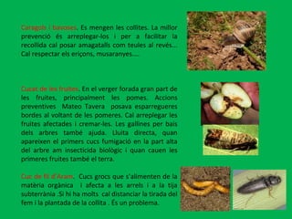 Caragols i bavoses . Es mengen les collites. La millor prevenció és arreplegar-los i per a facilitar la recollida cal posar amagatalls com teules al revés... Cal respectar els eriçons, musaranyes....  Cucat de les fruites . En el verger forada gran part de les fruites, principalment les pomes. Accions preventives  Mateo Tavera  posava esparregueres bordes al voltant de les pomeres. Cal arreplegar les fruites afectades i cremar-les. Les gallines per bais dels arbres també ajuda. Lluita directa, quan apareixen el primers cucs fumigació en la part alta del arbre am insecticida biològic i quan cauen les primeres fruites també el terra. Cuc de fil d’Aram .  Cucs grocs que s’alimenten de la matèria orgànica  i afecta a les arrels i a la tija subterrània .Si hi ha molts  cal distanciar la tirada del fem i la plantada de la collita . És un problema. 