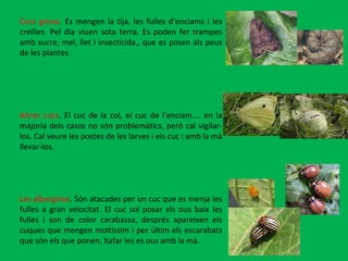 Cucs grisos . Es mengen la tija, les fulles d’enciams i les creïlles. Pel dia viuen sota terra. Es poden fer trampes amb sucre, mel, llet i insecticida., que es posen als peus de les plantes.  Altres cucs . El cuc de la col, el cuc de l’enciam.... en la majoria dels casos no són problemàtics, però cal vigilar-los. Cal veure les postes de les larves i els cuc i amb la mà llevar-los.   Les albergines . Són atacades per un cuc que es menja les fulles a gran velocitat. El cuc sol posar els ous baix les fulles i son de color carabassa, després apareixen els cuques que mengen moltíssim i per últim els escarabats que són els que ponen. Xafar les es ous amb la mà. 