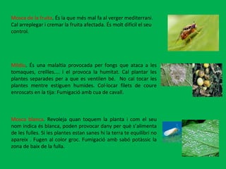 Mosca de la fruita . És la que més mal fa al verger mediterrani. Cal arreplegar i cremar la fruita afectada. És molt difícil el seu control. Míldiu . És una malaltia provocada per fongs que ataca a les tomaques, creïlles.... i el provoca la humitat. Cal plantar les plantes separades per a que es ventilen bé.  No cal tocar les plantes mentre estiguen humides. Col·locar filets de coure enroscats en la tija: Fumigació amb cua de cavall. Mosca blanca . Revoleja quan toquem la planta i com el seu nom indica és blanca, poden provocar dany per què s’alimenta de les fulles. Si les plantes estan sanes hi la terra te equilibri no apareix . Fugen al color groc. Fumigació amb sabó potàssic la zona de baix de la fulla.  
