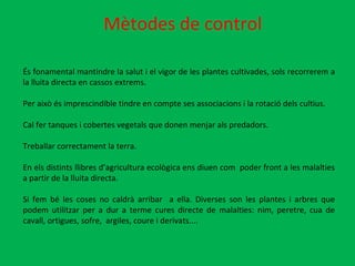 Mètodes de control És fonamental mantindre la salut i el vigor de les plantes cultivades, sols recorrerem a la lluita directa en cassos extrems. Per això és imprescindible tindre en compte ses associacions i la rotació dels cultius. Cal fer tanques i cobertes vegetals que donen menjar als predadors. Treballar correctament la terra. En els distints llibres d’agricultura ecològica ens diuen com  poder front a les malalties a partir de la lluita directa. Si fem bé les coses no caldrà arribar  a ella. Diverses son les plantes i arbres que podem utilitzar per a dur a terme cures directe de malalties: nim, peretre, cua de cavall, ortigues, sofre,  argiles, coure i derivats.... 