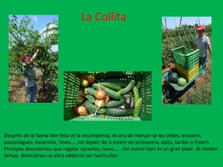 La Collita Després de la faena ben feta ve la recompensa, és ora de menjar-se les cebes, enciams, pastanagues, escaroles, faves.... tot depén de si estem en primavera, estiu, tardor o hivern. Prompte descobrireu que regalar carxofes, faves..... del vostre hort és un gran plaer. Al mateix temps  detectareu un altra addicció ser horticultor .  