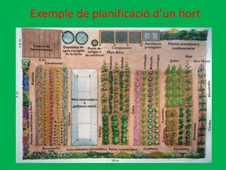 Exemple de planificació d’un hort 