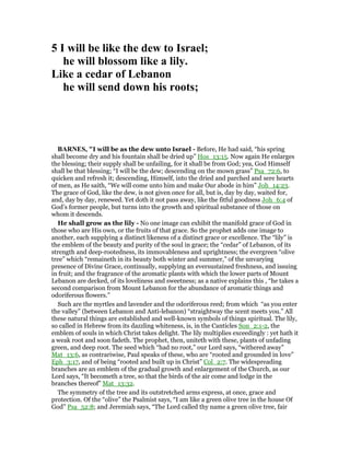 5 I will be like the dew to Israel;
he will blossom like a lily.
Like a cedar of Lebanon
he will send down his roots;
BAR ES, "I will be as the dew unto Israel - Before, He had said, “his spring
shall become dry and his fountain shall be dried up” Hos_13:15. Now again He enlarges
the blessing; their supply shall be unfailing, for it shall be from God; yea, God Himself
shall be that blessing; “I will be the dew; descending on the mown grass” Psa_72:6, to
quicken and refresh it; descending, Himself, into the dried and parched and sere hearts
of men, as He saith, “We will come unto him and make Our abode in him” Joh_14:23.
The grace of God, like the dew, is not given once for all, but is, day by day, waited for,
and, day by day, renewed. Yet doth it not pass away, like the fitful goodness Joh_6:4 of
God’s former people, but turns into the growth and spiritual substance of those on
whom it descends.
He shall grow as the lily - No one image can exhibit the manifold grace of God in
those who are His own, or the fruits of that grace. So the prophet adds one image to
another, each supplying a distinct likeness of a distinct grace or excellence. The “lily” is
the emblem of the beauty and purity of the soul in grace; the “cedar” of Lebanon, of its
strength and deep-rootedness, its immovableness and uprightness; the evergreen “olive
tree” which “remaineth in its beauty both winter and summer,” of the unvarying
presence of Divine Grace, continually, supplying an eversustained freshness, and issuing
in fruit; and the fragrance of the aromatic plants with which the lower parts of Mount
Lebanon are decked, of its loveliness and sweetness; as a native explains this , “he takes a
second comparison from Mount Lebanon for the abundance of aromatic things and
odoriferous flowers.”
Such are the myrtles and lavender and the odoriferous reed; from which “as you enter
the valley” (between Lebanon and Anti-lebanon) “straightway the scent meets you.” All
these natural things are established and well-known symbols of things spiritual. The lily,
so called in Hebrew from its dazzling whiteness, is, in the Canticles Son_2:1-2, the
emblem of souls in which Christ takes delight. The lily multiplies exceedingly : yet hath it
a weak root and soon fadeth. The prophet, then, uniteth with these, plants of unfading
green, and deep root. The seed which “had no root,” our Lord says, “withered away”
Mat_13:6, as contrariwise, Paul speaks of these, who are “rooted and grounded in love”
Eph_3:17, and of being “rooted and built up in Christ” Col_2:7. The widespreading
branches are an emblem of the gradual growth and enlargement of the Church, as our
Lord says, “It becometh a tree, so that the birds of the air come and lodge in the
branches thereof” Mat_13:32.
The symmetry of the tree and its outstretched arms express, at once, grace and
protection. Of the “olive” the Psalmist says, “I am like a green olive tree in the house Of
God” Psa_52:8; and Jeremiah says, “The Lord called thy name a green olive tree, fair
 