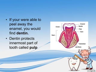 • If your were able to
  peel away the
  enamel, you would
  find dentin.
• Dentin protects
  innermost part of
  tooth called pulp
 