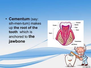• Cementum (say:
 sih-men-tum) makes
 up the root of the
 tooth which is
 anchored to the
 jawbone
 