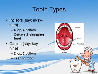 Tooth Types
• Incisors (say: in-sy-
  zurs)
   – 4 top, 4 bottom
   – Cutting & chopping
     food
• Canine (say: kay-
  nine)
   – 2 top, 2 bottom
   – Tearing food
 