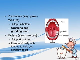 • Premolars (say: pree-
  mo-lurs)
  – 4 top, 4 bottom
  – Crushing and
    grinding food
• Molars (say: mo-lurs)
  – 6 top, 6 bottom
  – It works closely with
    tongue to help you
    swallow food
 