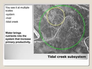 TTiiddaall ccrreeeekk ssuubbssyysstteemm 
You see it at multiple 
scales 
-system 
-river 
-tidal creek 
Water brings 
nutrients into the 
system that increase 
primary productivity. 
 