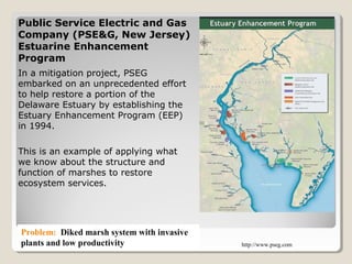 http://www.pseg.com 
Public Service Electric and Gas 
Company (PSE&G, New Jersey) 
Estuarine Enhancement 
Program 
In a mitigation project, PSEG 
embarked on an unprecedented effort 
to help restore a portion of the 
Delaware Estuary by establishing the 
Estuary Enhancement Program (EEP) 
in 1994. 
This is an example of applying what 
we know about the structure and 
function of marshes to restore 
ecosystem services. 
Problem: Diked marsh system with invasive 
plants and low productivity 
 