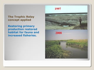 The Trophic Relay 
concept applied 
Restoring primary 
production restored 
habitat for fauna and 
increased fisheries. 
1997 
2008 
 