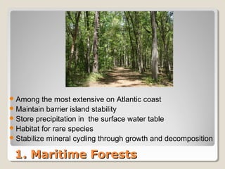 Among the most extensive on Atlantic coast 
Maintain barrier island stability 
Store precipitation in the surface water table 
Habitat for rare species 
Stabilize mineral cycling through growth and decomposition 
11.. MMaarriittiimmee FFoorreessttss 
 