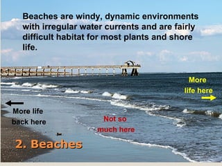 Beaches are windy, dynamic environments 
with irregular water currents and are fairly 
difficult habitat for most plants and shore 
life. 
22.. BBeeaacchheess 
More 
life here 
More life 
back here Not so 
much here 
 