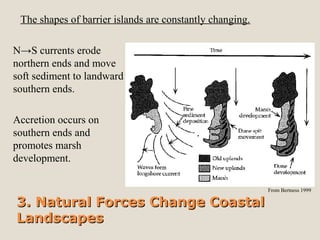The shapes of barrier islands are constantly changing. 
N→S currents erode 
northern ends and move 
soft sediment to landward 
southern ends. 
Accretion occurs on 
southern ends and 
promotes marsh 
development. 
From Bertness 1999 
3. NNaattuurraall FFoorrcceess CChhaannggee CCooaassttaall 
LLaannddssccaappeess 
 