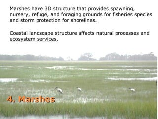 Marshes have 3D structure that provides spawning, 
nursery, refuge, and foraging grounds for fisheries species 
and storm protection for shorelines. 
Coastal landscape structure affects natural processes and 
ecosystem services. 
44.. MMaarrsshheess 
 