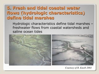 5. Fresh aanndd ttiiddaall ccooaassttaall wwaatteerr 
fflloowwss ((hhyyddrroollooggiicc cchhaarraacctteerriissttiiccss)) 
ddeeffiinnee ttiiddaall mmaarrsshheess 
Hydrologic characteristics define tidal marshes – 
freshwater flows from coastal watersheds and 
saline ocean tides 
Courtesy of R. Kneib 2003 
 