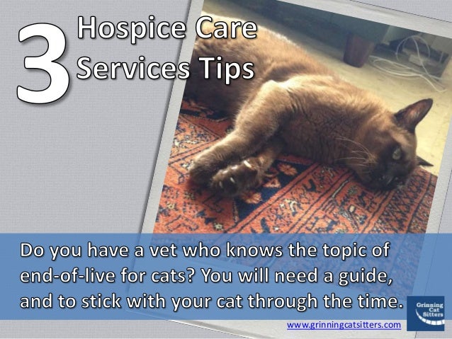 hospice care for cats