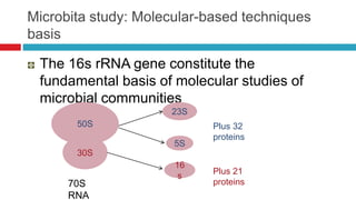 Microbita study: Molecular-based techniques
basis
The 16s rRNA gene constitute the
fundamental basis of molecular studies of
microbial communities
50S
30S
23S
5S
16
s
Plus 32
proteins
Plus 21
proteins70S
RNA
 