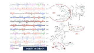 Part of 16s rRNA
gene
 