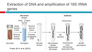 Extraction of DNA and amplification of 16S rRNA
genes
Fraher, M. H. et al. (2012)
 