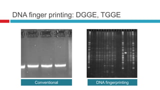 DNA finger printing: DGGE, TGGE
Conventional
electrophoresis
DNA fingerprinting
 