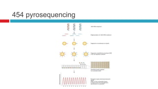 454 pyrosequencing
 