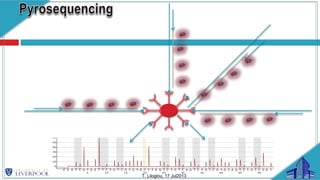 T. Liloglou, 17 Jul2013
39% 36% 37% 32% 39% 36% 38% 40% 43%
EE SS AA TT CC GG TT
5
GG AA TT TT CC
10
TT GG TT CC GG
15
TT GG TT GG CC
20
TT TT AA GG TT
25
CC TT GG TT CC
30
AA GG TT CC TT
35
GG TT CC GG TT
40
GG TT AA GG TT
45
CC TT GG TT CC
50
GG GG TT
0
10
20
30
40
50
60
A2 : YGGGT AT T T T YGYGT GGTGTTTTGYGGTYGTYGTYGTTGTGGTYGTTYGGGGTGGGGTGTGAGGAGGGGA
 