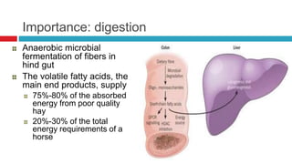 Importance: digestion
Anaerobic microbial
fermentation of fibers in
hind gut
The volatile fatty acids, the
main end products, supply
75%-80% of the absorbed
energy from poor quality
hay
20%-30% of the total
energy requirements of a
horse
 