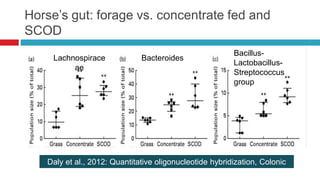 Horse’s gut: forage vs. concentrate fed and
SCOD
Daly et al., 2012: Quantitative oligonucleotide hybridization, Colonic
content
Lachnospirace
ae
Bacteroides
Bacillus-
Lactobacillus-
Streptococcus
group
 
