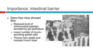Importance: intestinal barrier
Germ free mice showed
also:
Reduced level of
antimicrobial peptides
secreted by gut epithelium
Lower number of mucin-
secreting goblet cells
Thinner less stable and
compact mucin layer
 