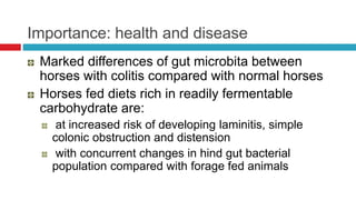 Importance: health and disease
Marked differences of gut microbita between
horses with colitis compared with normal horses
Horses fed diets rich in readily fermentable
carbohydrate are:
at increased risk of developing laminitis, simple
colonic obstruction and distension
with concurrent changes in hind gut bacterial
population compared with forage fed animals
 