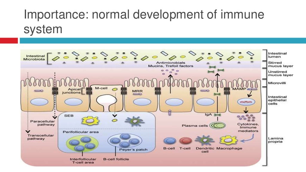 Horse gut microbiome