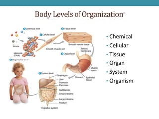 Body Levels of Organization 3




                     • Chemical
                     • Cellular
                     • Tissue
                     • Organ
                     • System
                     • Organism
 