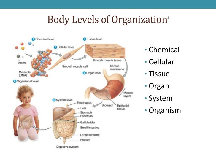 Hospital Process Improvement Lean Six Sigma Methodology