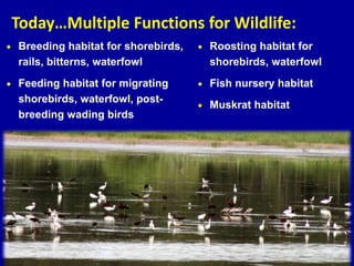 Today…Multiple Functions for Wildlife:
 Breeding habitat for shorebirds,
rails, bitterns, waterfowl
 Feeding habitat for migrating
shorebirds, waterfowl, post-
breeding wading birds
 Roosting habitat for
shorebirds, waterfowl
 Fish nursery habitat
 Muskrat habitat
 
