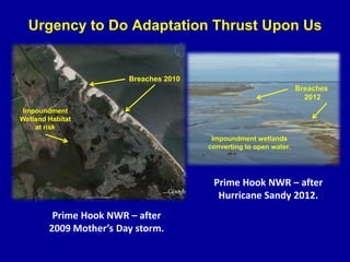 Urgency to Do Adaptation Thrust Upon Us
Prime Hook NWR – after
Hurricane Sandy 2012.
Breaches 2010
Impoundment
Wetland Habitat
at risk
Prime Hook NWR – after
2009 Mother’s Day storm.
Breaches
2012
Impoundment wetlands
converting to open water.
 