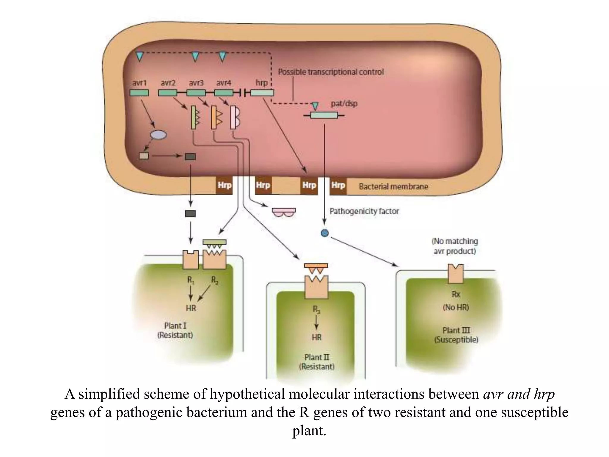 A simplified scheme of hypothetical molecular interactions between avr and hrp
genes of a pathogenic bacterium and the R genes of two resistant and one susceptible
plant.
 