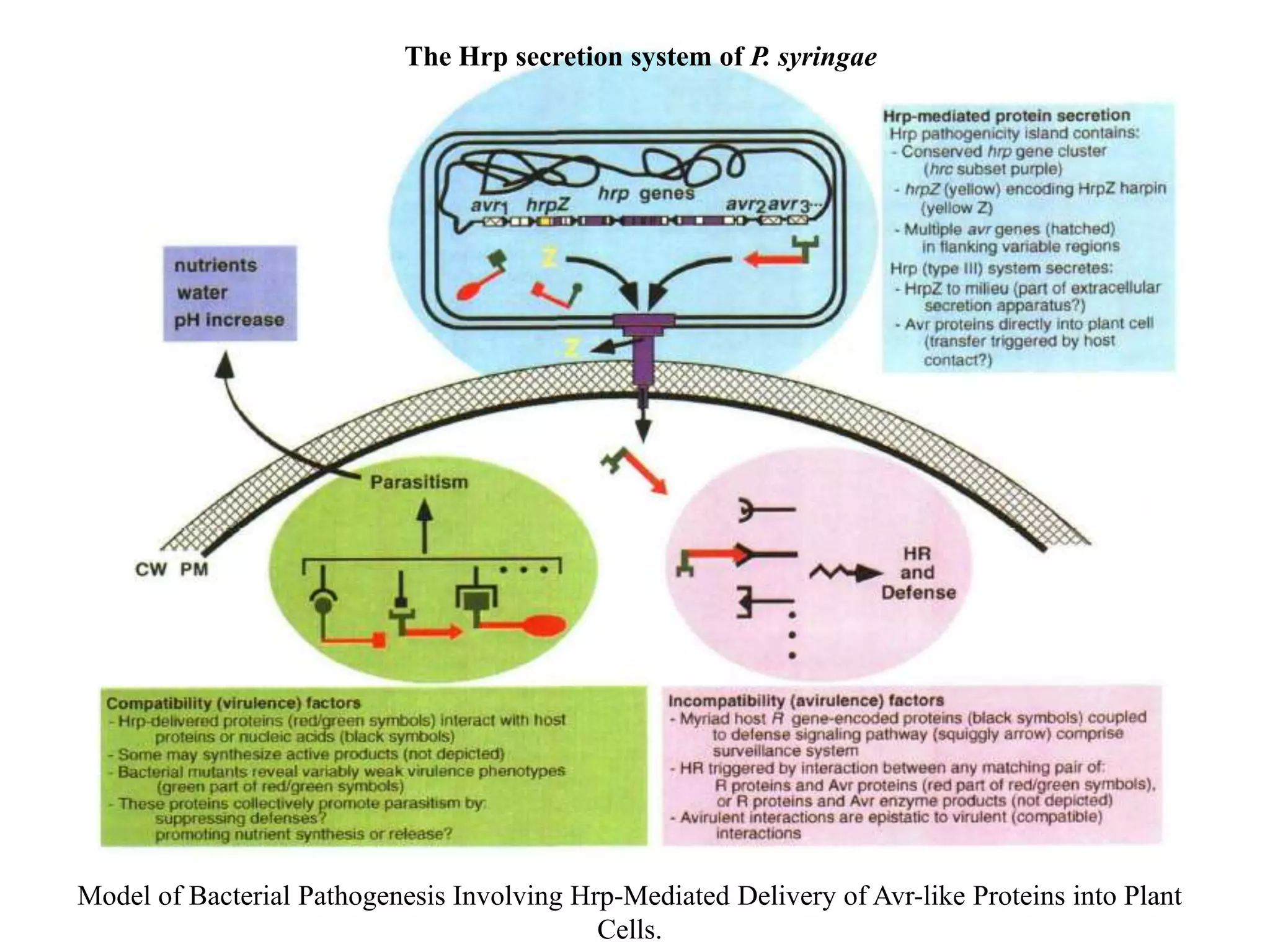 Model of Bacterial Pathogenesis Involving Hrp-Mediated Delivery of Avr-like Proteins into Plant
Cells.
The Hrp secretion system of P. syringae
 
