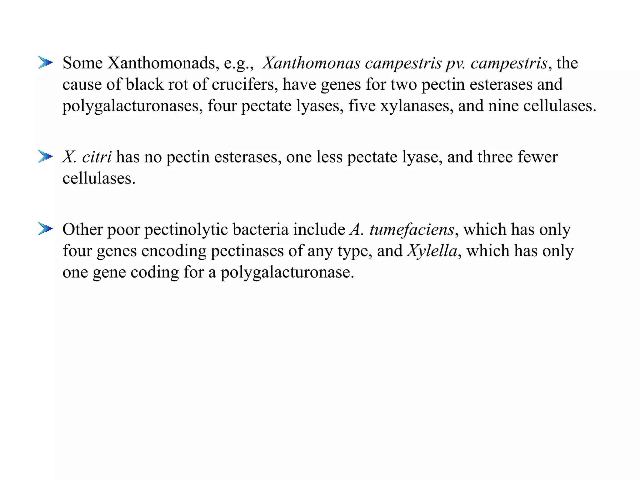 Some Xanthomonads, e.g., Xanthomonas campestris pv. campestris, the
cause of black rot of crucifers, have genes for two pectin esterases and
polygalacturonases, four pectate lyases, five xylanases, and nine cellulases.
X. citri has no pectin esterases, one less pectate lyase, and three fewer
cellulases.
Other poor pectinolytic bacteria include A. tumefaciens, which has only
four genes encoding pectinases of any type, and Xylella, which has only
one gene coding for a polygalacturonase.
 