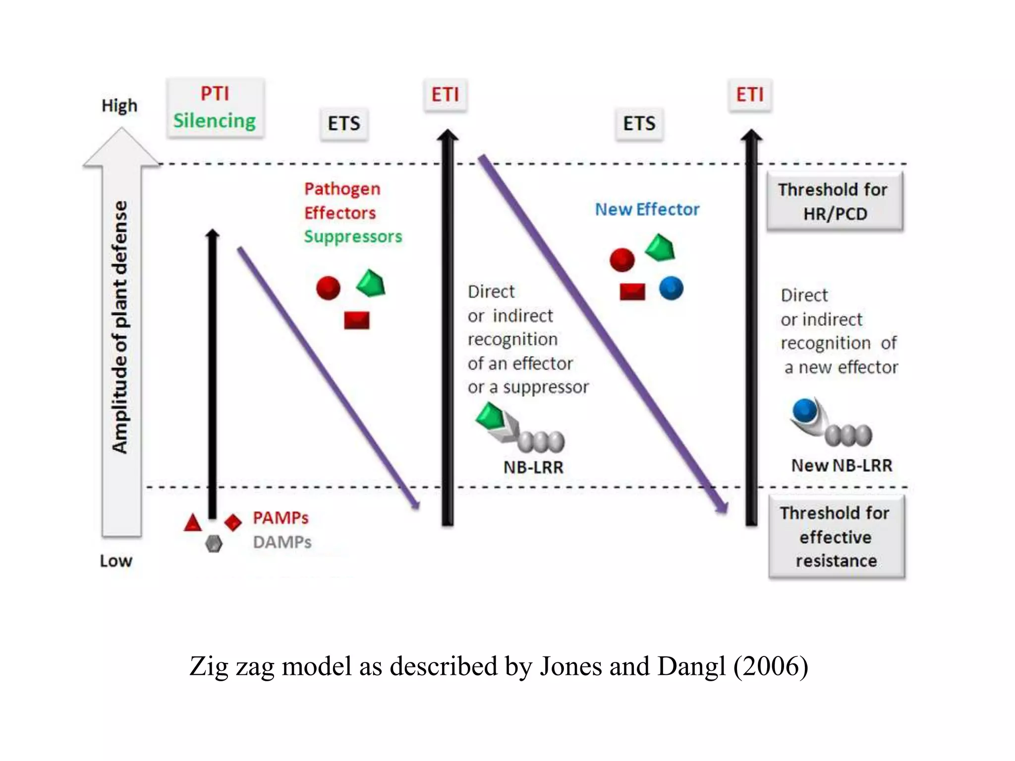 Zig zag model as described by Jones and Dangl (2006)
 